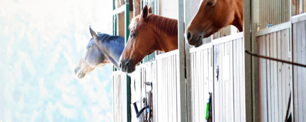 chevaux